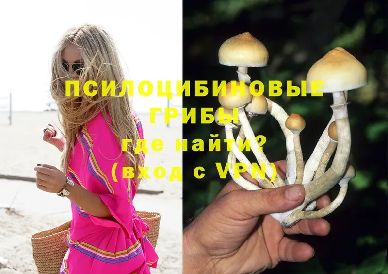 Галлюциногенные грибы Psilocybine cubensis  Дальнереченск 